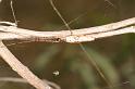 Tetragnatha_demissa_D4200_Z_86_Alexandra hills Brisbane_Australie